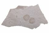 Fossil Fish Scales - Ruby River Basin, Montana #216603-1
